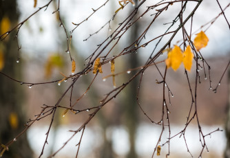 Latvian celebration for welcoming winter – Mārtiņi